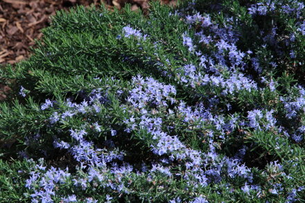 Rozmarýn lékařský 'Prostatus' (Rosmarinus officinalis 'Prostratus')